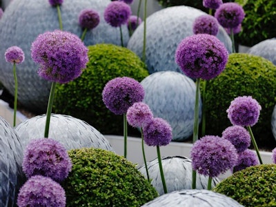 Alliums at the Chelsea Flower Show