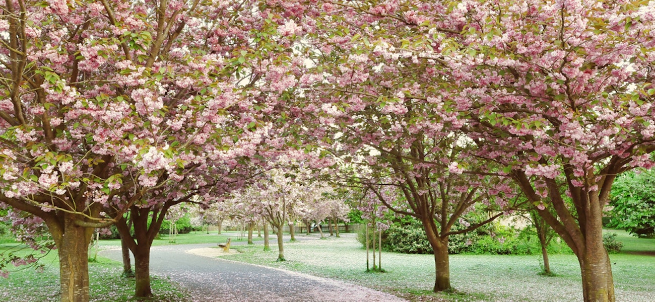 Springtime blossom