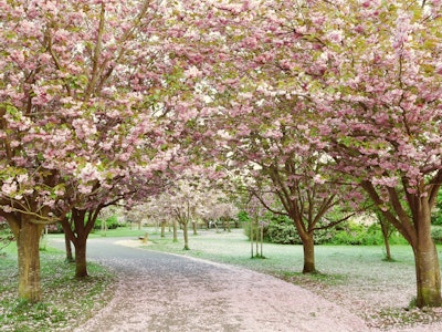 Springtime blossom