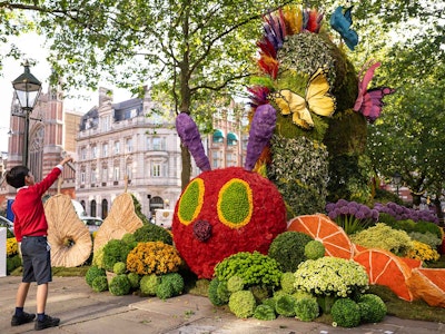 Floral Hungry caterpillar display from Chelsea in Bloom
