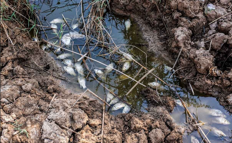 Dead fish are seen as Houralazim lagoon is almost completely dry due to drought conditions in Khuzestan province, Iran on July 3, 2021. (Photo by Morteza Yaghouti via YJC news agency)