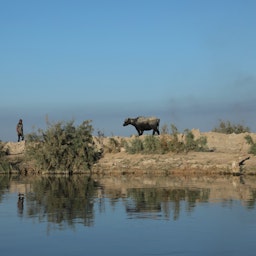 باتلاق الجبایش در جنوب عراق؛ ۱۹ آبان ۱۴۰۰/ ۱۰ نوامبر ۲۰۲۱. (عکس از گتی ایمیجز)
