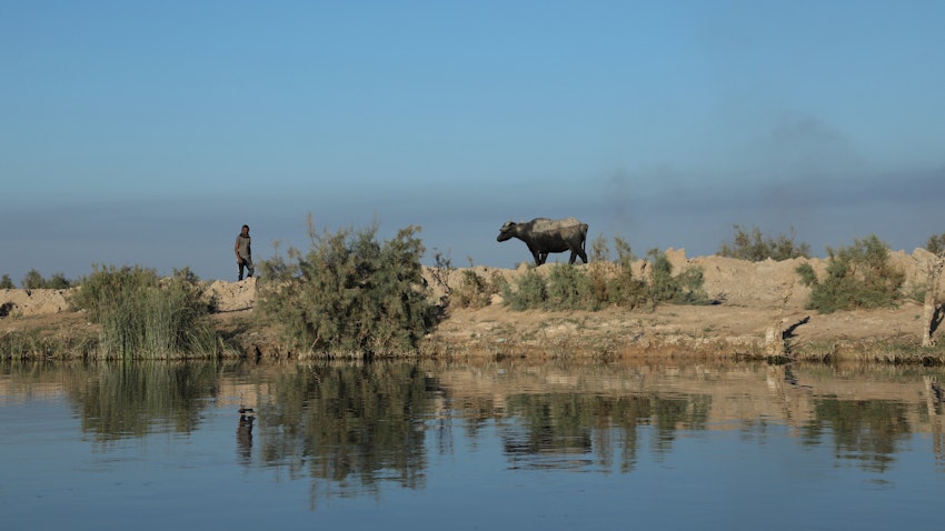 The Chibayesh marshland in southern Iraq on Nov. 10, 2021. (Photo via Getty Images)