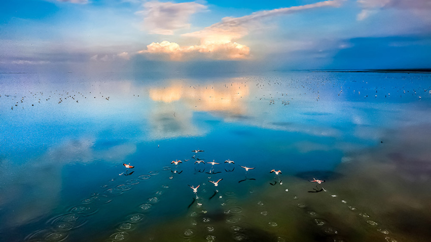 Migrating birds fly over Miankaleh Peninsula on Jan. 17, 2022. (Photo by Mehdi Mohebbi Pour via Mizan News Agency)