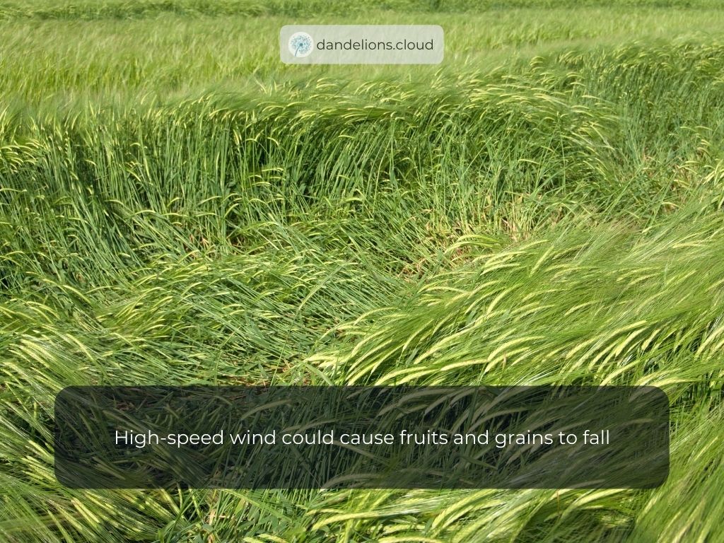 High-speed wind could cause fruits and grains to fall