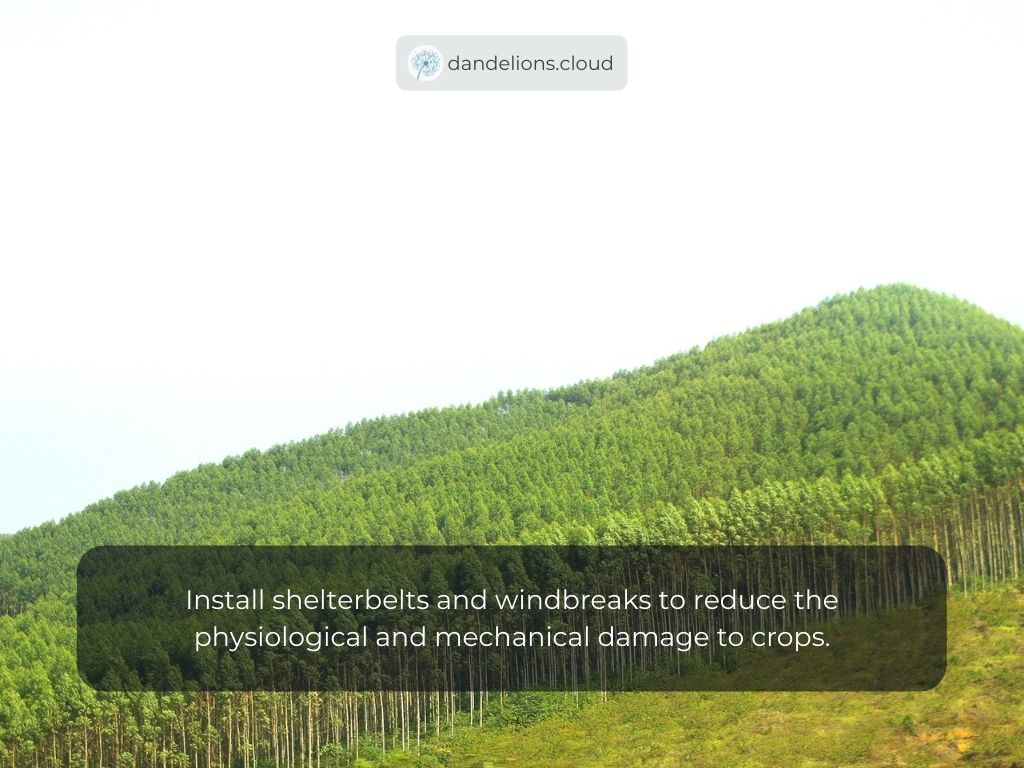 Install shelterbelts and windbreaks to reduce the physiological and mechanical damage to crops.