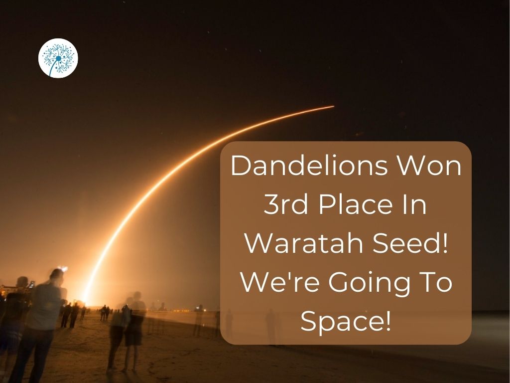 Dandelions Has Won 3rd Place In Waratah Seed