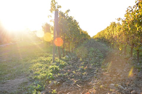 vigneti sardegna olianas