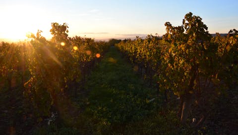 Terroir Terroir