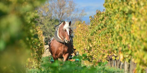 movimento terra cavalli