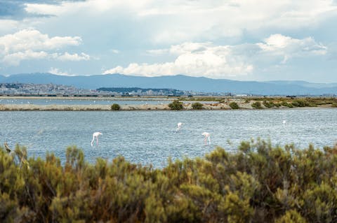 Fenicotteri nelle Saline Conti Vecchi con panorama di Cagliari
