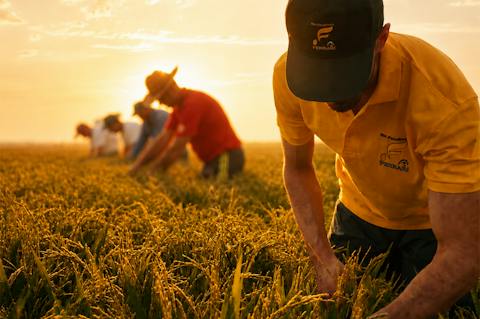 Agricoltore impegnato a osservare e controllare le piante in un campo maturo durante la stagione agricola.