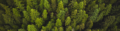 Woods
