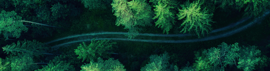 Road in the woods 2