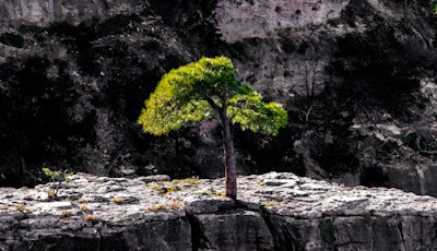 Tree on a rock