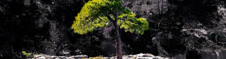 Tree on a rock