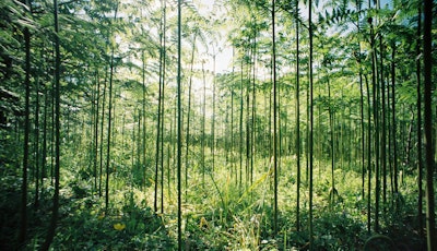 Thin trees