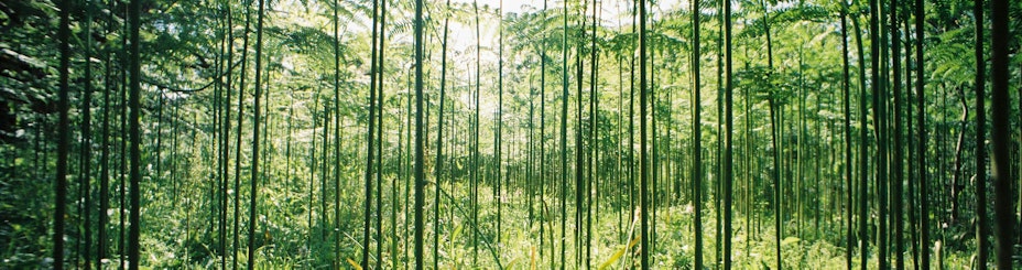 Thin trees
