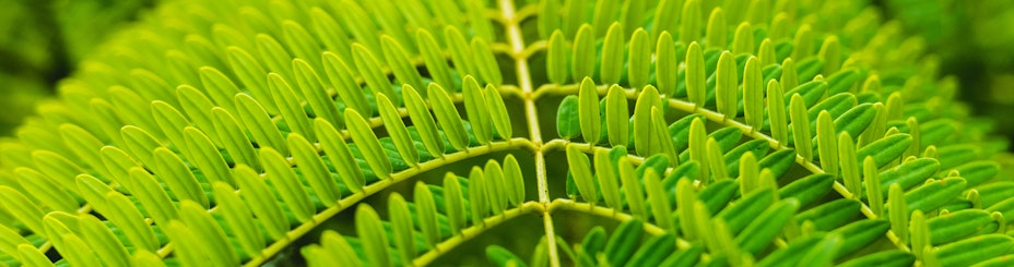 Green plant