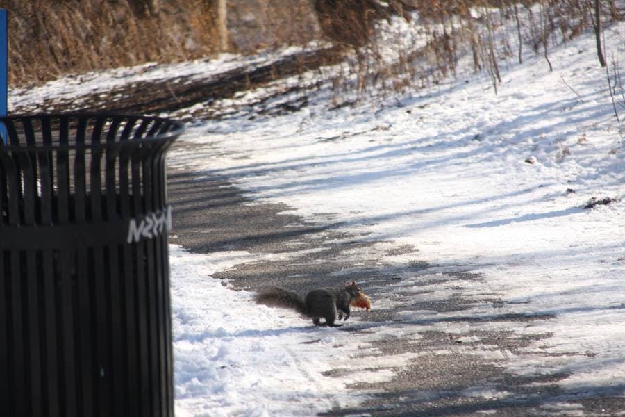 Squirrel Pizza