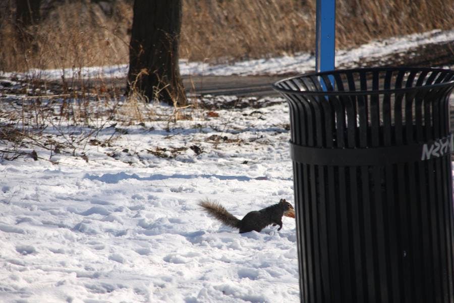 Squirrel Pizza