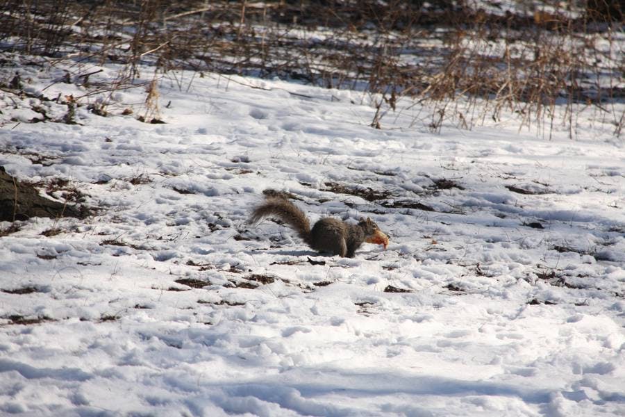 Squirrel Pizza