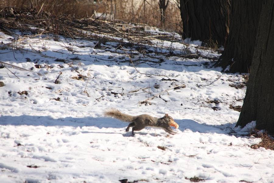 Squirrel Pizza