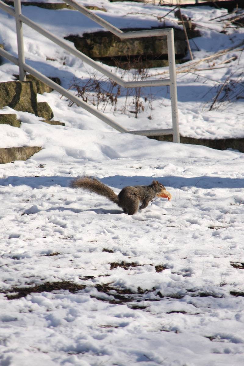 Squirrel Pizza