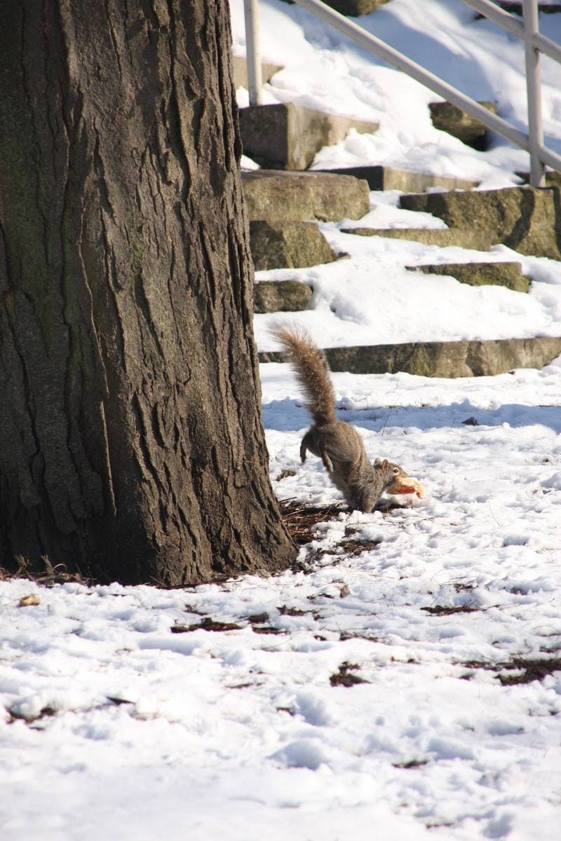 Squirrel Pizza