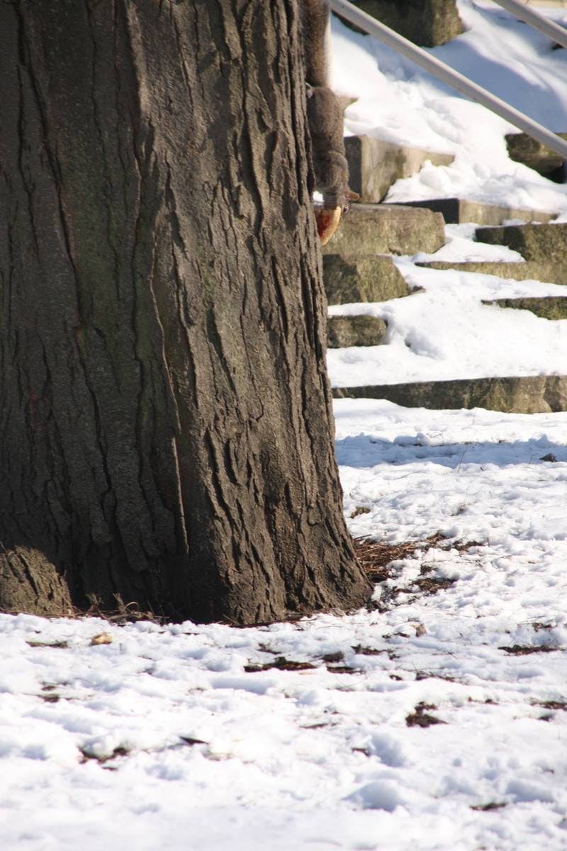 Squirrel Pizza
