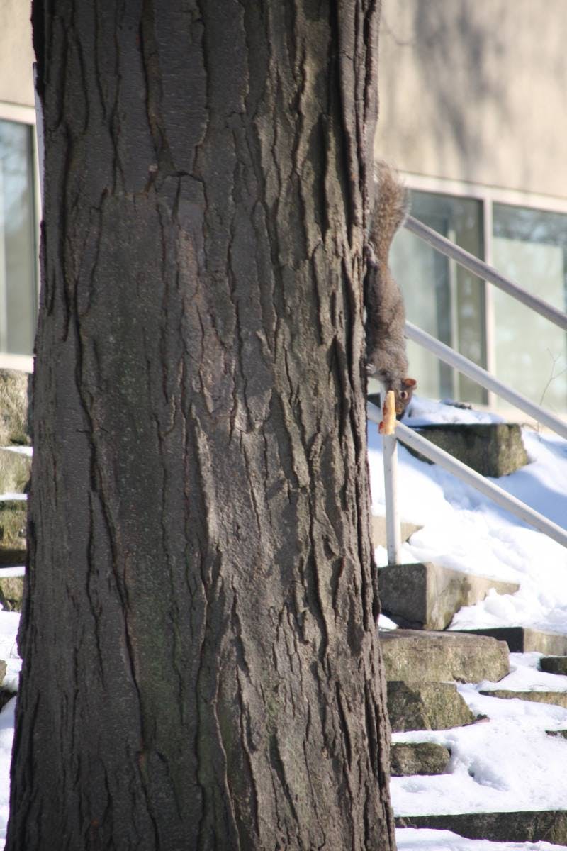Squirrel Pizza
