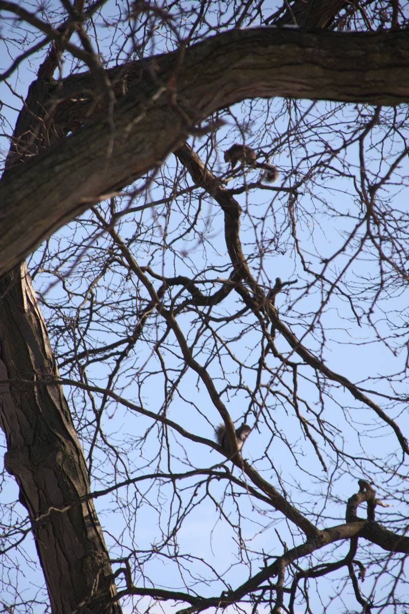 Squirrel Pizza