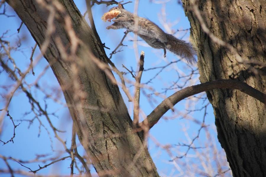 Squirrel Pizza