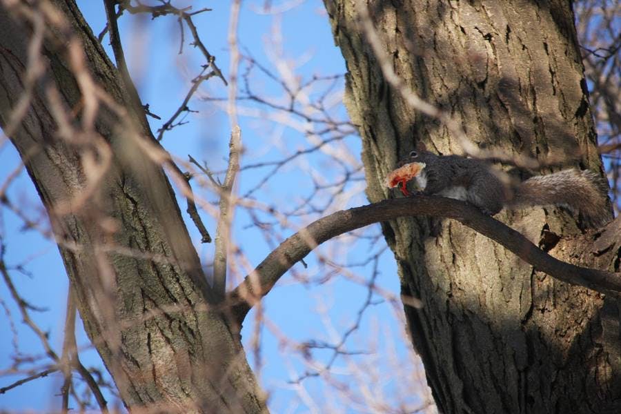 Squirrel Pizza
