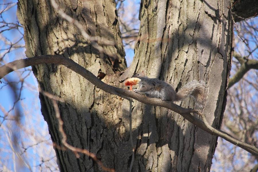 Squirrel Pizza