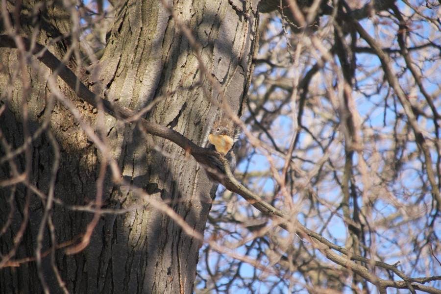 Squirrel Pizza