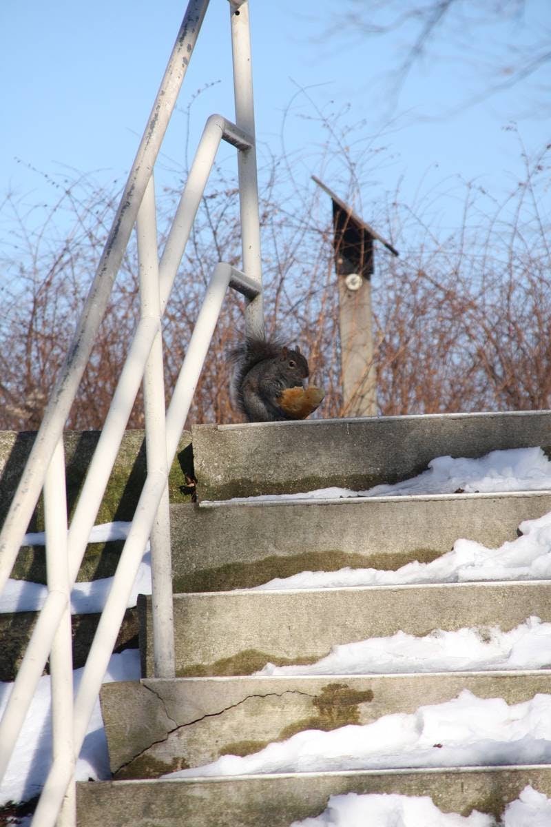 Squirrel Pizza
