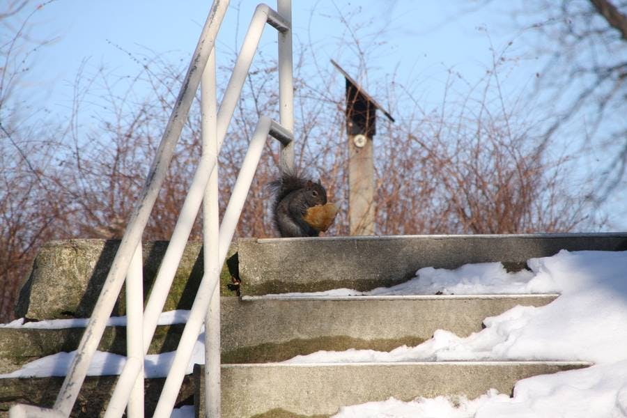 Squirrel Pizza