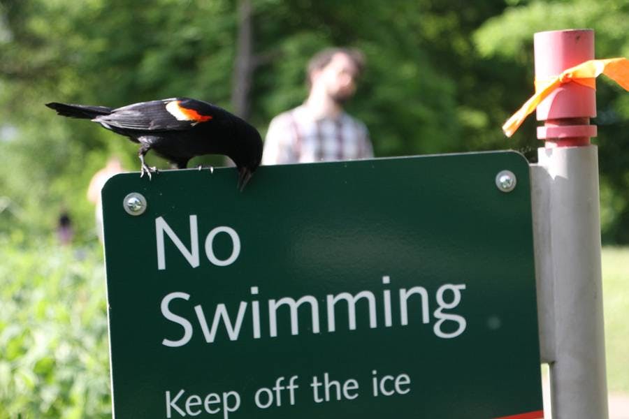 North Pond Live