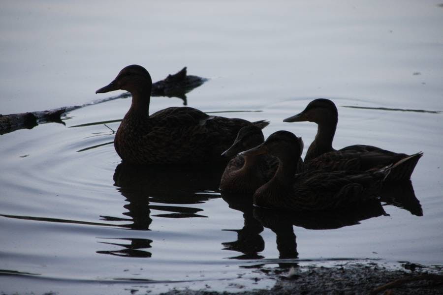 North Pond Live