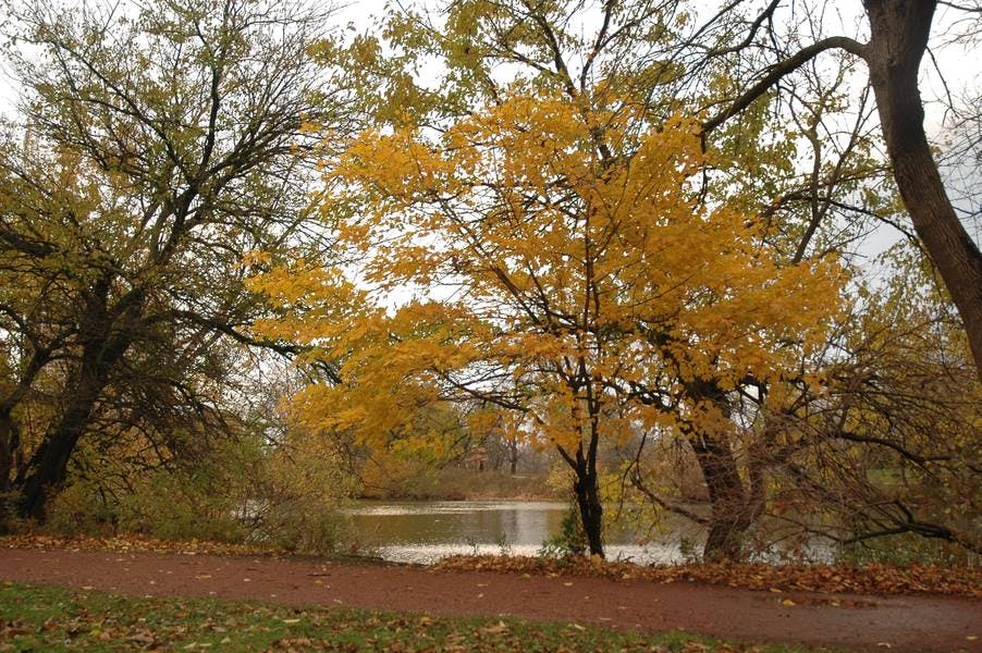 North Pond Views