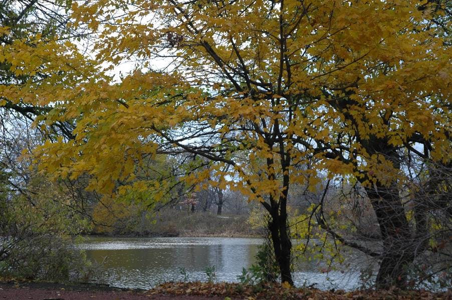 North Pond Views