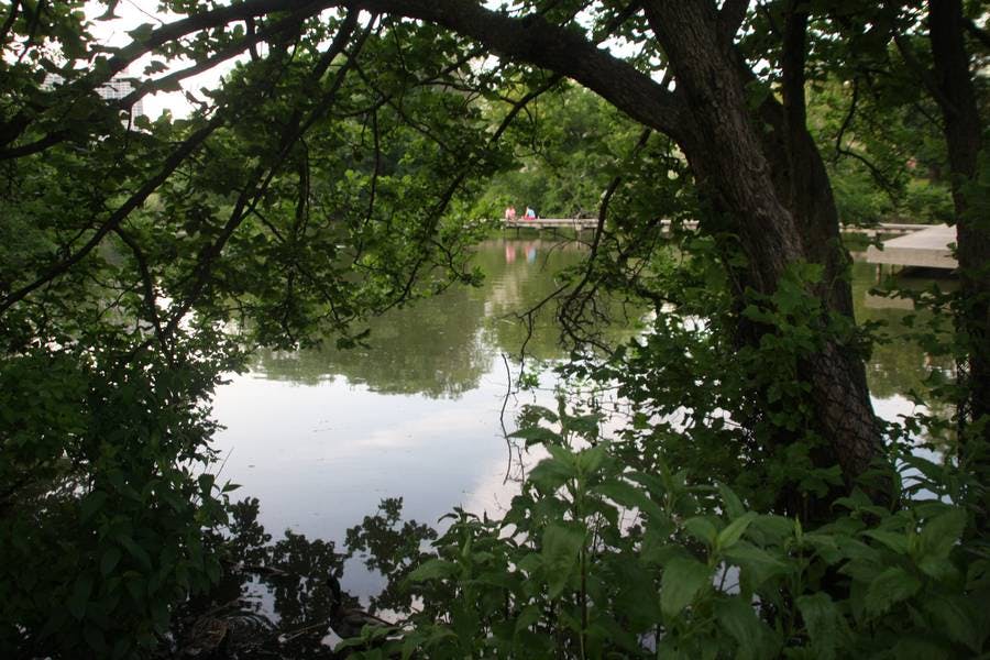 North Pond Views