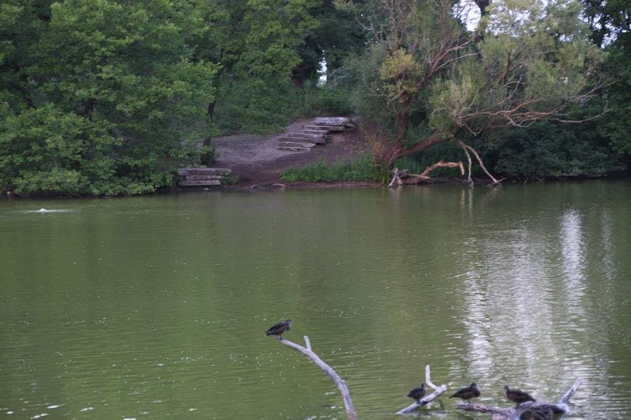 North Pond Views