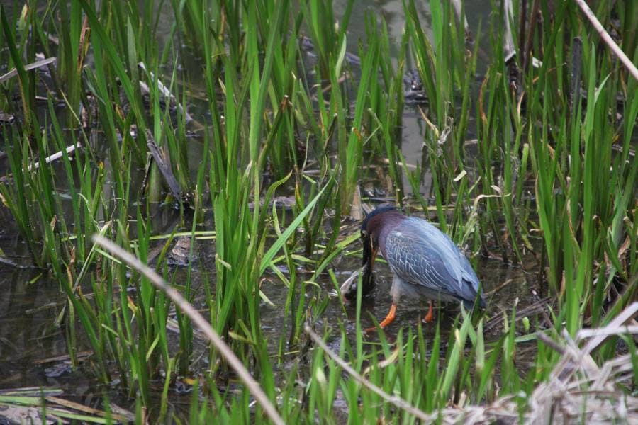 Food Chain 1