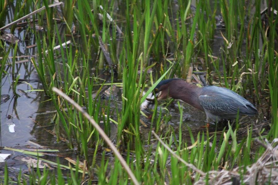 Food Chain 1