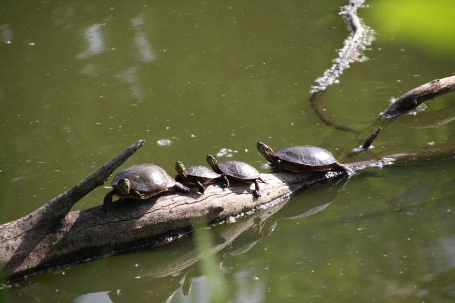 North Pond Residents