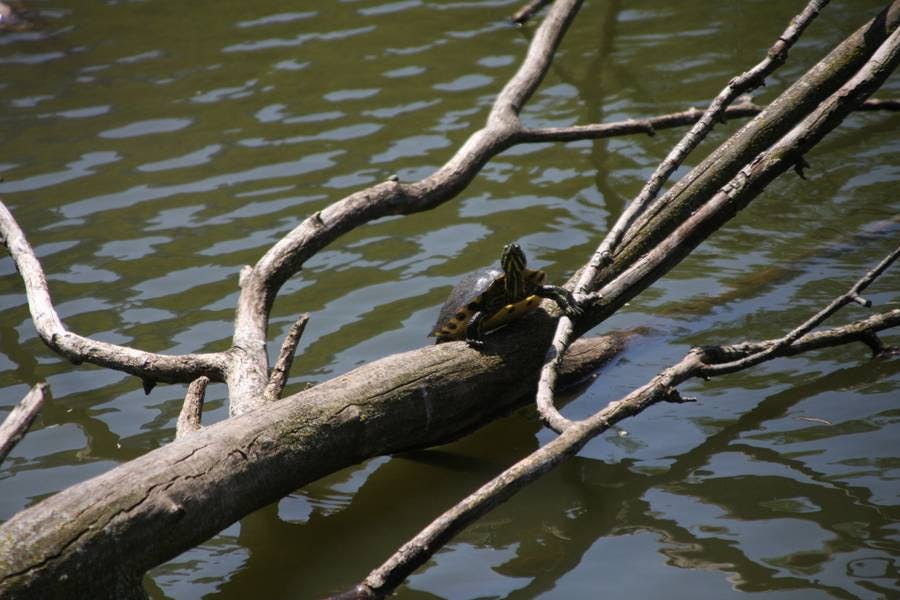 North Pond Residents