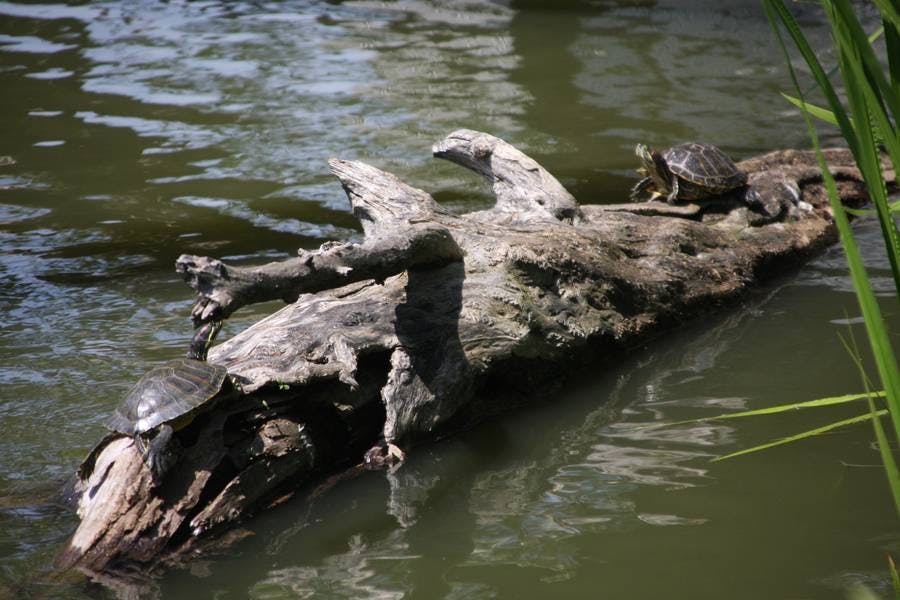 North Pond Residents