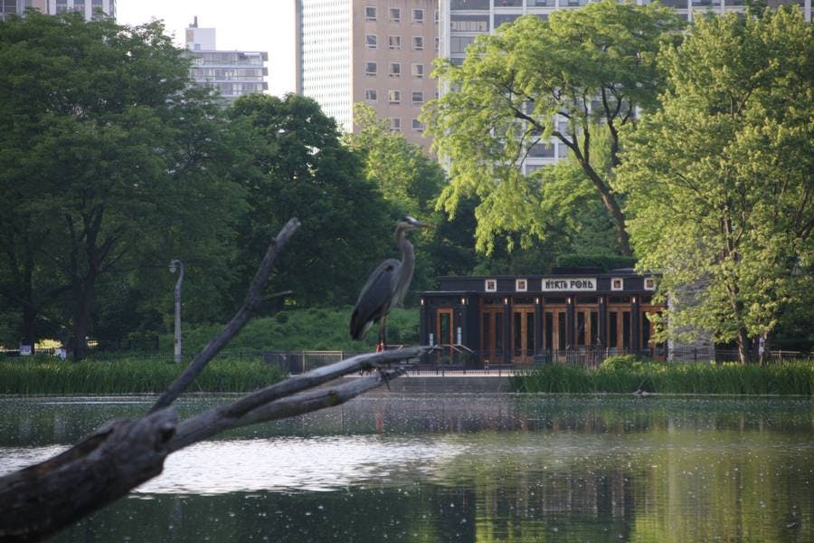 North Pond Residents